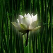 竹林に咲く、一輪の物語 〜かぐや姫の里〜［和花写流26］