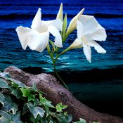 流木に生けるサンパラソル、潮騒に映える和の情景［和花写流11］