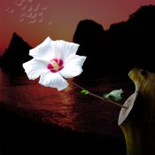 切り株に咲いた白い意志、静かなる旅立ちの花［和花写流13］