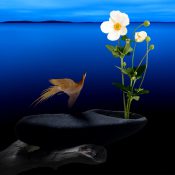 静けさに舞う鳥と、白花が紡ぐやわらかな雅への想い［和花写流15］