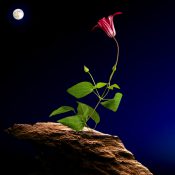 月夜に揺れる、風をまとう紅花ひとひらの想い［和花写流16］