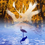 佇む鳥の胸に宿る、飛翔という名のひそかな祈り［和花写流17］