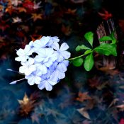 清流に散りゆく紅葉と、そこに添えた青き花への想い［和花写流18］