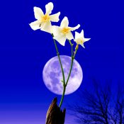 満月の青じろき光の中、可憐な花が狂気をはらむとき［和花写流19］