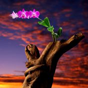 空に咲く願い 〜胡蝶蘭と流木、そして茜空［和花写流２］
