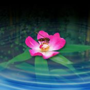 悲しみを知る花が、ハッチを包む「そっとおやすみ」［和花写流20］