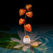 枯れてなお宿る命──幻想の中のホオズキ物語［和花写流21］