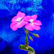 氷の静寂に咲く──無言の情熱を宿した花［和花写流22］