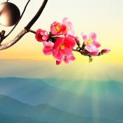 【和花写流23】夜明けを待つ梅花