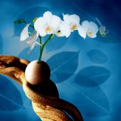 静けさを湛えるもの〜蘭と木が紡ぐ静寂の造形〜［和花写流３］