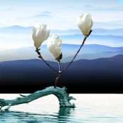 水墨の風景に咲く、白木蓮の静謐なる佇まい［和花写流５］