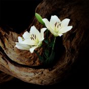 朽ちた木と咲く白百合、死と生の二つの時間が交わる［和花写流６］