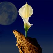 月に心揺れず、花は凛として咲く［和花写流８］