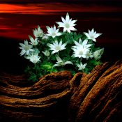 茶目っ気ある花たちが目覚める、朝の静かな予感［和花写流９］