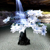 石に咲く涼花、流れ落ちる時のなかで［和花写流７］