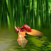 【和花写流28】夏の忘れもの