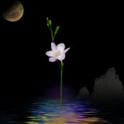 【和花写流29】儚さ-はかなさ